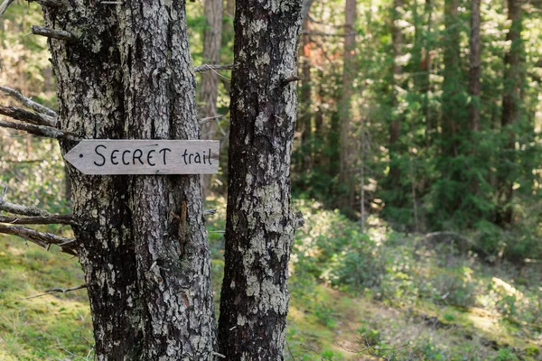 Trail Mossy Forest Cortes Island — Stock Photo, Image