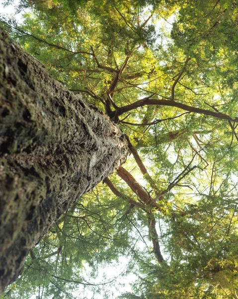 从地面看老松树 — 图库照片