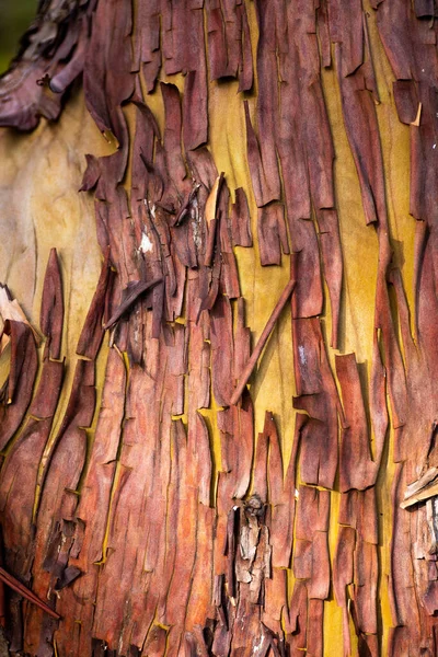 Peeling Arbutus Chropowata Struktura Kory — Zdjęcie stockowe