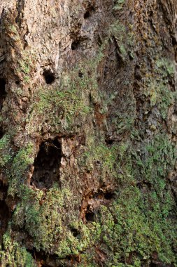 Yaşlı ağaç köknar kabuğu ile liken