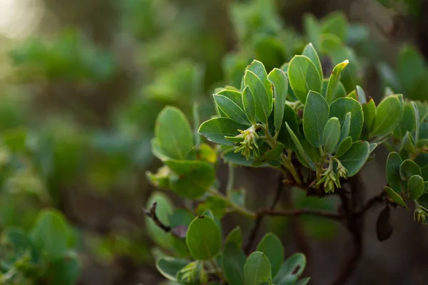 Green Manzanita Bush Leaves Texture — Stock Fotó