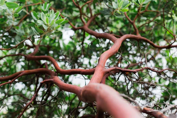 Manzanita Bush Trunk Leaves — Stock Fotó