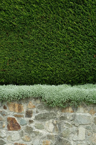 石墙和雪松树篱质感 — 图库照片