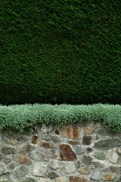 Stone wall and cedar hedge texture