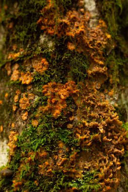 Yosunlu ağaç gövdesinde turuncu balçık kalıbı