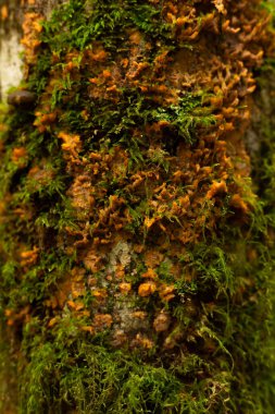 Yosunlu ağaç gövdesinde turuncu balçık kalıbı