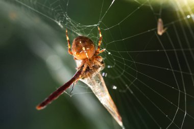 Örümcek ağ içinde yusufçuk yiyor.