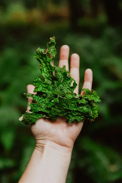 Líquen Tree Lungwort Mão — Fotografia de Stock