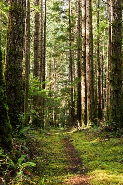 Trail Mossy Forest Cortes Island — Stock Fotó