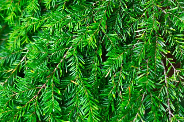 Texture Green Lush Pine Needles — Stock Fotó