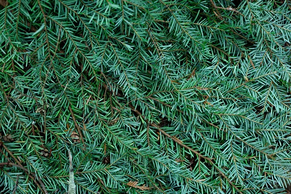 Texture Green Lush Pine Needles — Stock Fotó