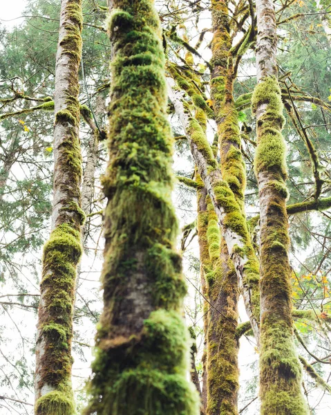 Troncos Árboles Cubiertos Musgo Bosque —  Fotos de Stock