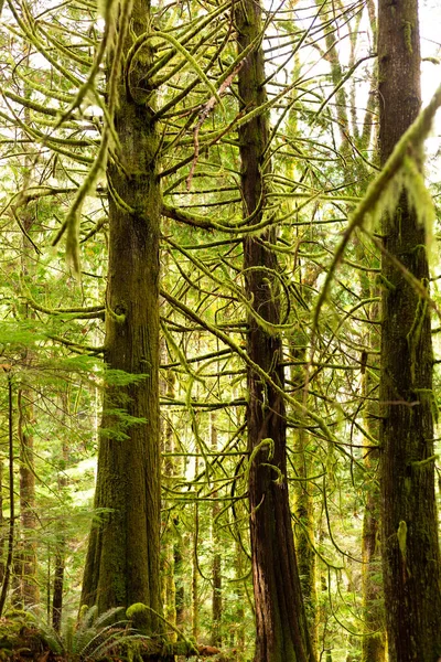 Moss Cubrió Árboles Cedro Bosque —  Fotos de Stock