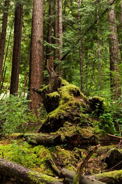 Moss Covered Tree Stump Forest — Stock Fotó