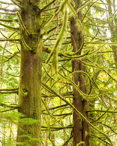 Moss Cubrió Árboles Cedro Bosque —  Fotos de Stock