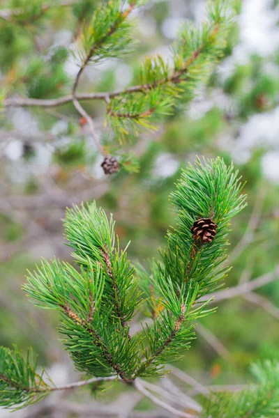 Petits Cônes Pin Sur Une Branche — Photo