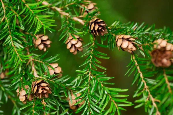 Petits Cônes Pin Sur Une Branche — Photo