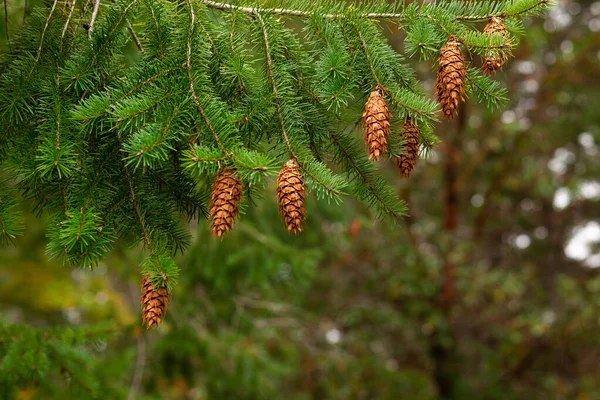 Cônes Pin Suspendus Une Branche — Photo