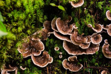 Yosun ile büyüyen mantarlar