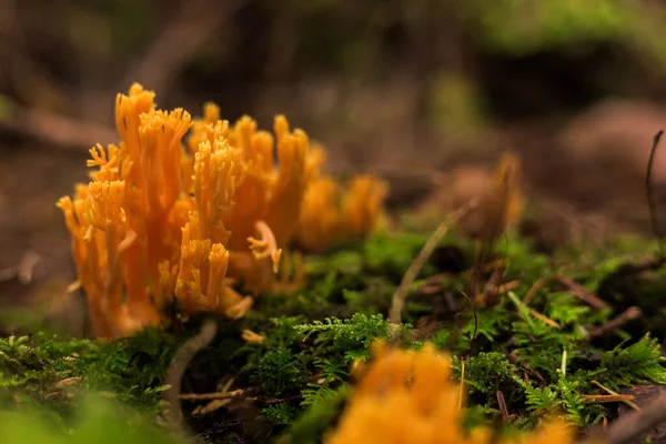 森林地面上的橙色珊瑚蘑菇 — 图库照片