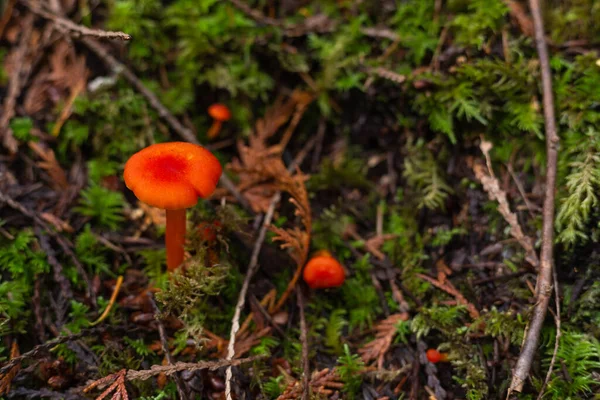 从苔藓中生长的小蘑菇 — 图库照片