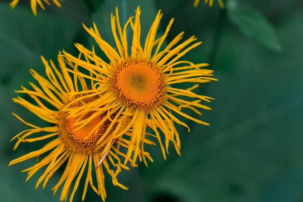 Dziwka Inula Kwiaty Rosnące Przyrodzie — Zdjęcie stockowe