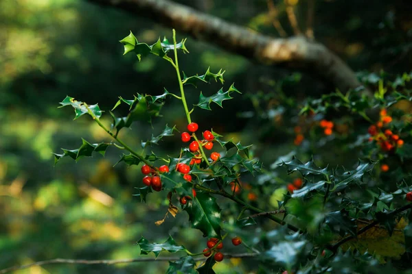 Rote Stechpalmenbeeren Auf Einem Stechpalmenbaum — Stockfoto