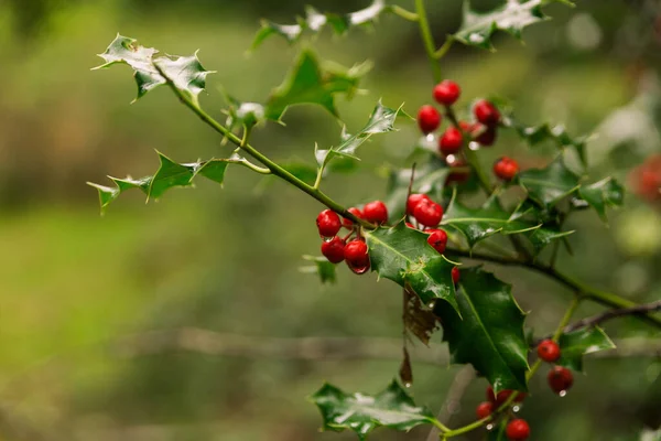 Red Holly Berries Nature — Stock Fotó