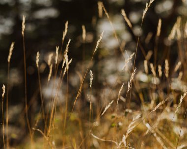 Sonbaharda yabani otlar tohuma gitti.