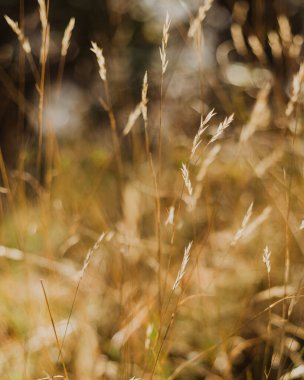 Sonbaharda yabani otlar tohuma gitti.
