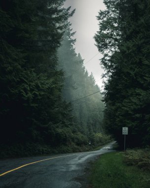 Kırsal yol sisli ormanda