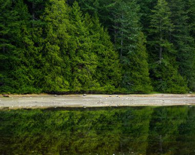 Mansons Landing Provincial Park 'taki ağaçları yansıtan sakin su