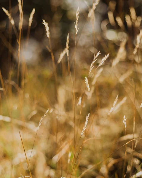 Sonbaharda yabani otlar tohuma gitti.