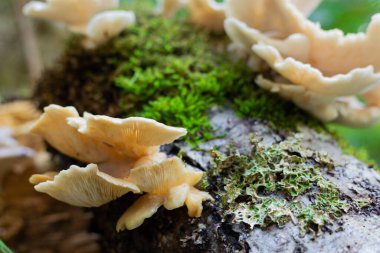 Ağaçta yetişen istiridye mantarları.