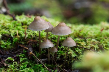 Yosun içinde büyüyen kaput mantarları