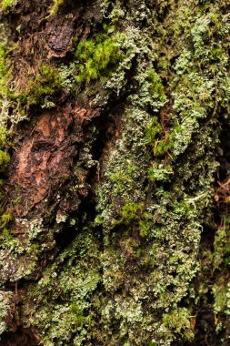 Kabuk dokusunda pürüzlü yosun