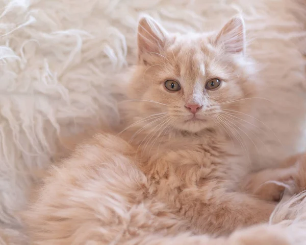 Güzel pembe kürklü kedi yavrusu koyun derisi üstünde