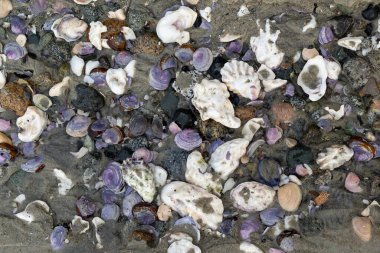 Kumsalda istiridye ve midye kabukları