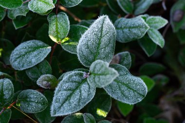 Yeşil salal yapraklarında buz
