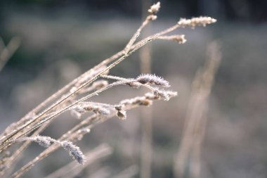 Çayır çimlerinde buz