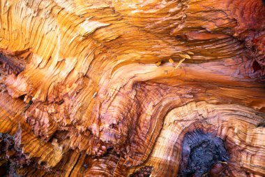 Parlak, ıslak, kaygan ağaç dokusu.