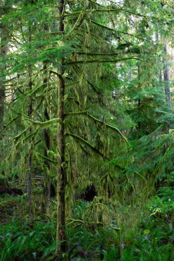 Ormandaki yaşlı bir ağaçta yeşil yosun