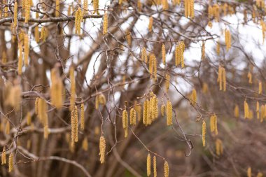 Sarı kedi derileri Kaliforniya fındık ağacından sarkan