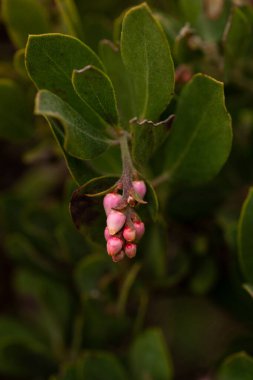 Manzanita çalılığında pembe çiçekler ve tomurcuklar