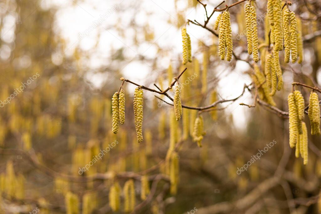Yellow catkins hanging from a california hazel tree