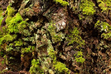 Kaba çam kabuğu dokusunda yeşil yosun