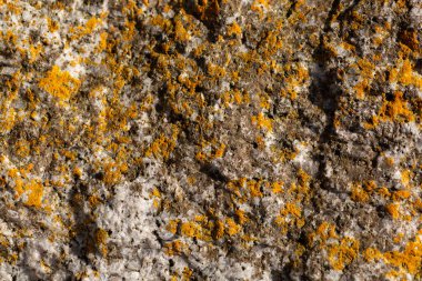 Kaba kaya dokusunda turuncu liken