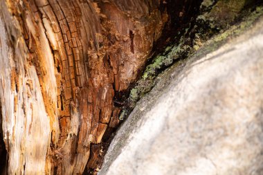 Kaya, ahşap ve yosun dokusu