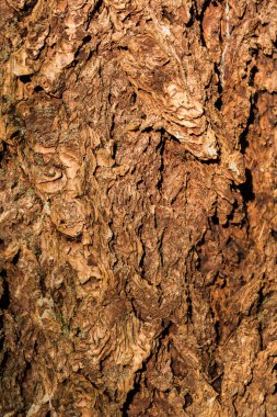 Çam ağacının kabuğuna yakın kaba ve dokulu.