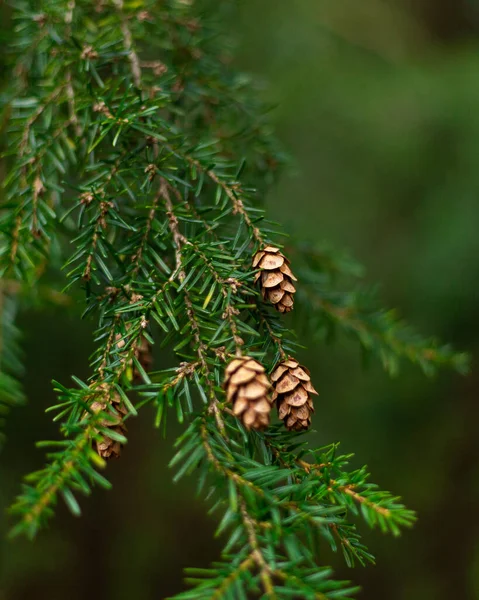 Hemlock pine needles and small pine cones